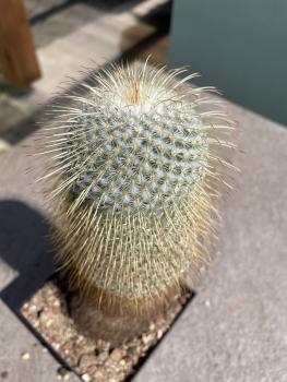 Mammillaria dixanthocentron